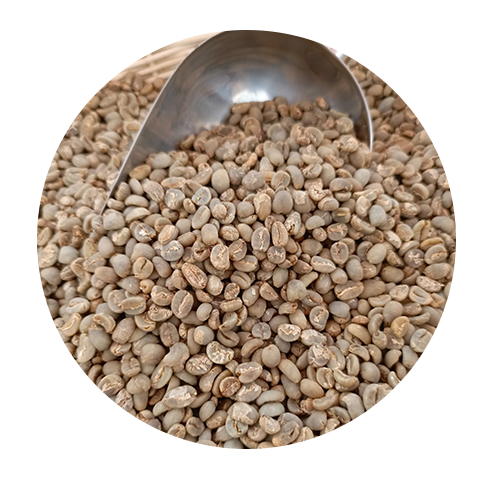 lintong arabica