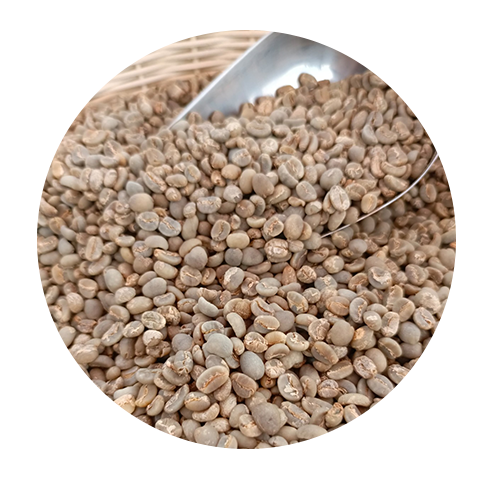 lintong arabica