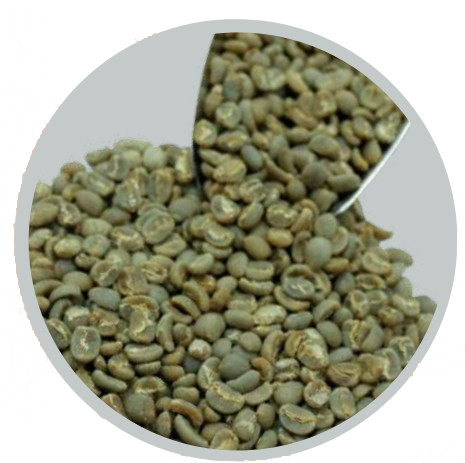 bajawa arabica