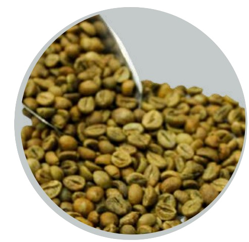 gayo robusta