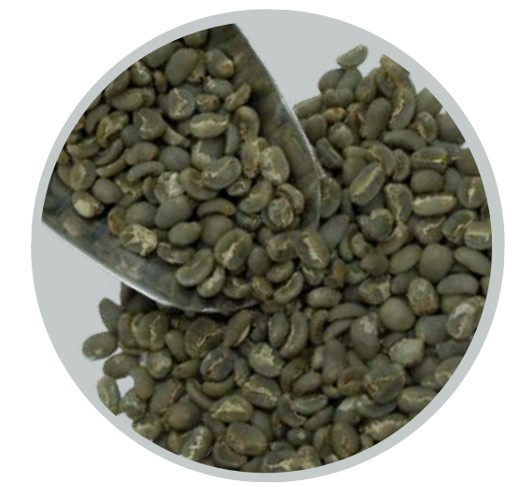 lintong arabica