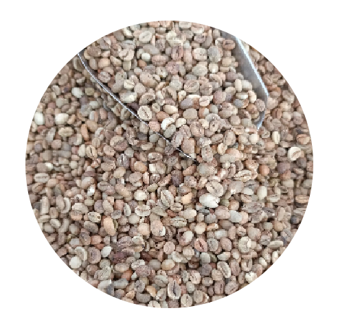 bajawa arabica