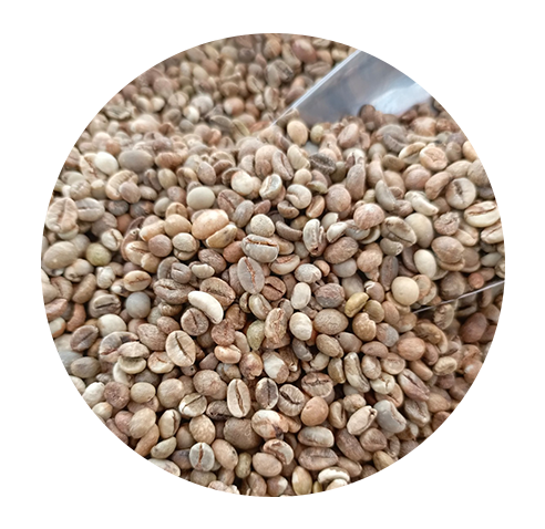 java robusta